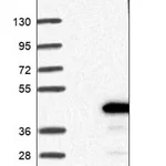 Merck Anti-THAP10 antibody produced in rabbit