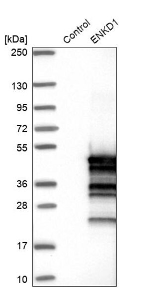 Merck Anti-ENKD1 antibody produced in rabbit