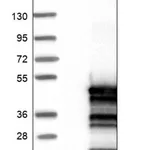Merck Anti-ENKD1 antibody produced in rabbit