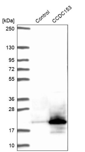 Merck Anti-CCDC153 antibody produced in rabbit