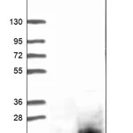Merck Anti-CCDC153 antibody produced in rabbit