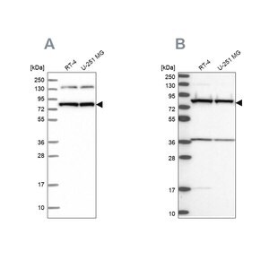 Merck Anti-PTCD3 antibody produced in rabbit