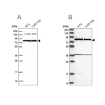 Merck Anti-PTCD3 antibody produced in rabbit