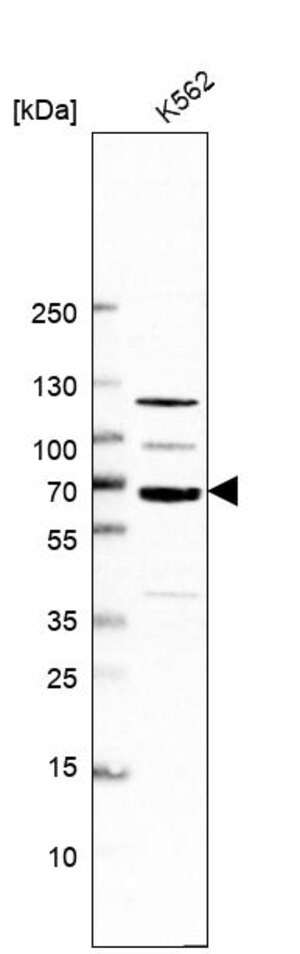 Merck Anti-POLR3E antibody produced in rabbit