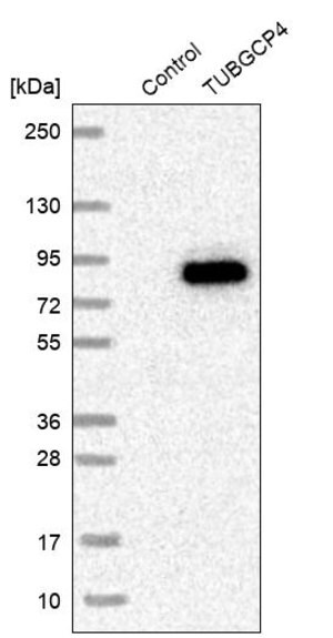 Merck Anti-TUBGCP4 antibody produced in rabbit