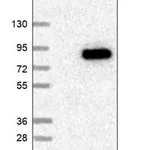 Merck Anti-TUBGCP4 antibody produced in rabbit
