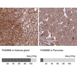 Merck Anti-FAM96B antibody produced in rabbit