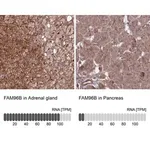 Merck Anti-FAM96B antibody produced in rabbit