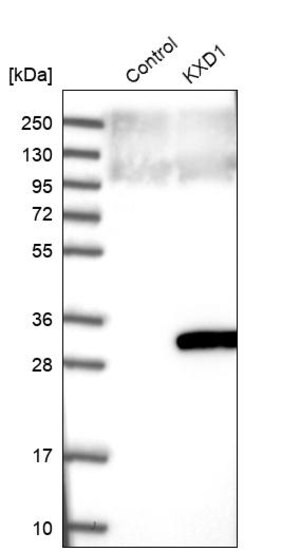 Merck Anti-KXD1 antibody produced in rabbit