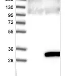 Merck Anti-KXD1 antibody produced in rabbit