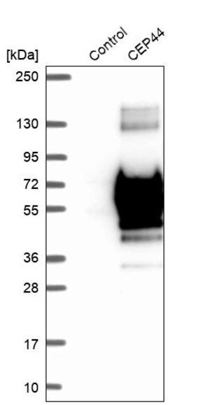 Merck Anti-CEP44 antibody produced in rabbit