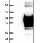 Merck Anti-CEP44 antibody produced in rabbit