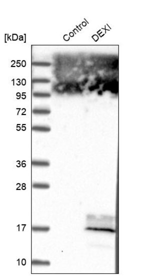 Merck Anti-DEXI antibody produced in rabbit