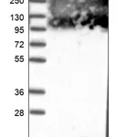 Merck Anti-DEXI antibody produced in rabbit