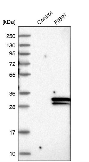 Merck Anti-FIBIN antibody produced in rabbit