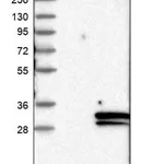 Merck Anti-FIBIN antibody produced in rabbit