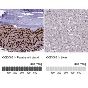 Merck Anti-CCDC86 antibody produced in rabbit