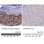 Merck Anti-CCDC86 antibody produced in rabbit