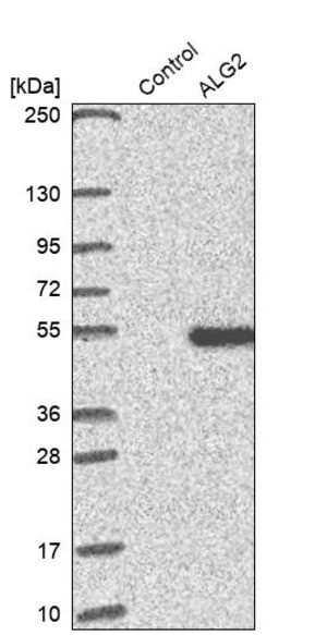 Merck Anti-ALG2 antibody produced in rabbit