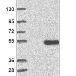 Merck Anti-ALG2 antibody produced in rabbit