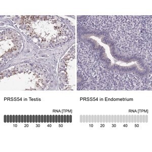 Merck Anti-PRSS54 antibody produced in rabbit