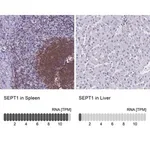 Merck Anti-SEPT1 antibody produced in rabbit