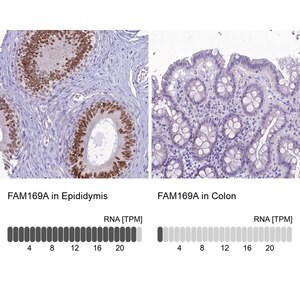 Merck Anti-FAM169A antibody produced in rabbit