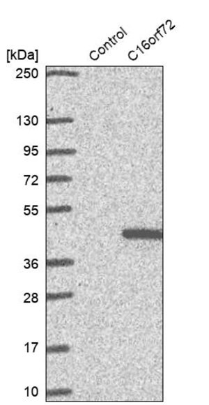 Merck Anti-C16orf72 antibody produced in rabbit