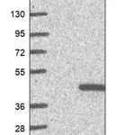 Merck Anti-C16orf72 antibody produced in rabbit