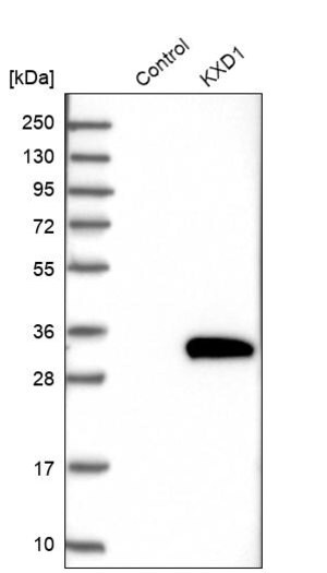 Merck Anti-KXD1 antibody produced in rabbit