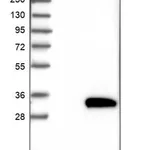 Merck Anti-KXD1 antibody produced in rabbit