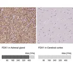 Merck Anti-FDX1 antibody produced in rabbit