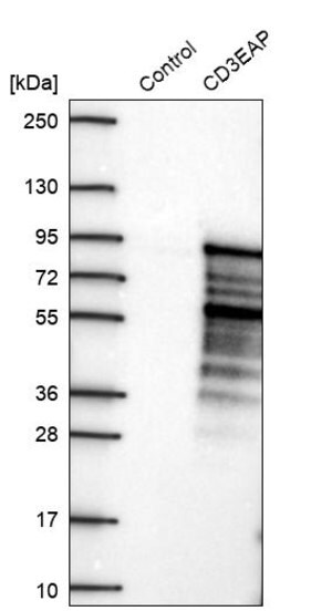 Merck Anti-CD3EAP antibody produced in rabbit