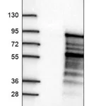 Merck Anti-CD3EAP antibody produced in rabbit