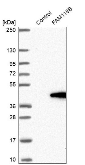 Merck Anti-FAM118B antibody produced in rabbit