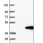 Merck Anti-FAM118B antibody produced in rabbit