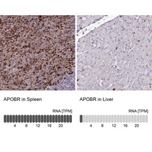 Merck Anti-APOBR antibody produced in rabbit