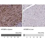 Merck Anti-APOBR antibody produced in rabbit