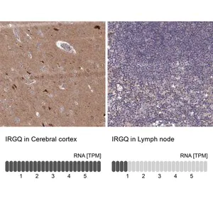 Merck Anti-IRGQ antibody produced in rabbit