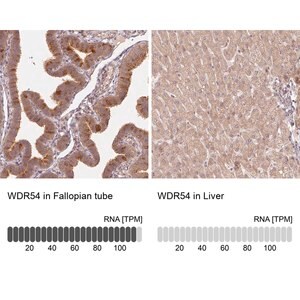 Merck Anti-WDR54 antibody produced in rabbit