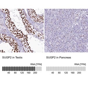 Merck Anti-SUGP2 antibody produced in rabbit