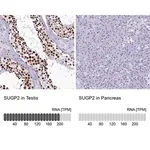 Merck Anti-SUGP2 antibody produced in rabbit