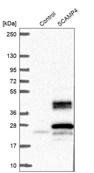 Merck Anti-SCAMP4 antibody produced in rabbit