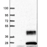 Merck Anti-SCAMP4 antibody produced in rabbit