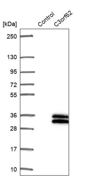 Merck Anti-C3orf62 antibody produced in rabbit