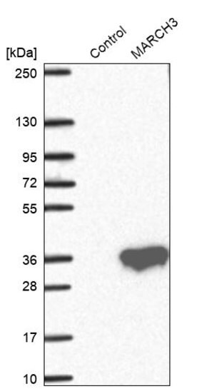 Merck Anti-MARCH3 antibody produced in rabbit