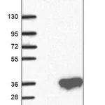 Merck Anti-MARCH3 antibody produced in rabbit