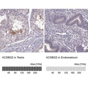 Merck Anti-ACSBG2 antibody produced in rabbit