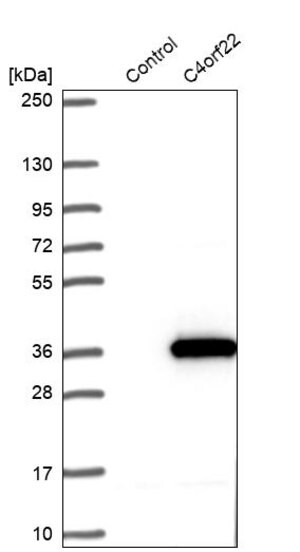 Merck Anti-C4orf22 antibody produced in rabbit