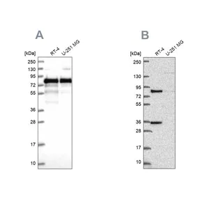 Merck Anti-CLINT1 antibody produced in rabbit